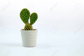 Maybe you would like to learn more about one of these? Isolated Small Cactus Plant With White Background Stock Photo Picture And Royalty Free Image Image 100364471