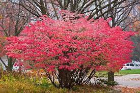 Check spelling or type a new query. Michael S Photo Journal Fall Color Winged Euonymus Garden Trees Small Trees Trees And Shrubs