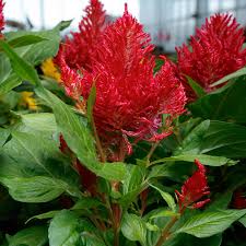 Image result for Celosia elegantissima