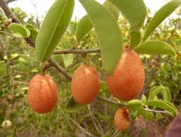 Image result for Ximenia afra