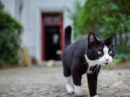 She was born and raised in manhattan, new york. Tierarztin Warnt Auch Katzen Konnen An Coronavirus Sterben Nurnberg Nordbayern De
