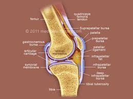 Two types of bone tissues in cross section of a long bone : Knee Joint Cross Section Medical Art Library