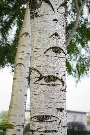 Image result for Populus ×  canescens