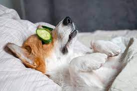 We did not find results for: Going To The Dogs Three New Startups Looking To Pamper Your Pooch