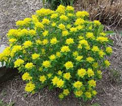 Image result for Euphorbia neopolycnemoides