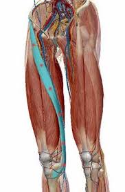 How do sartorius muscle injuries occur in ballet? Inner Knee Pain And The Sartorius Muscle Can Yoga Poses Alleviate The Inner Knee Pain Yoga Lifestyle With Cristina