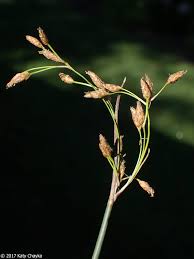 Image result for Schoenoplectus muricinux