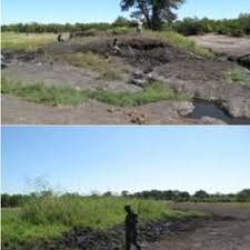 Image result for Sphaeranthus peduncularis