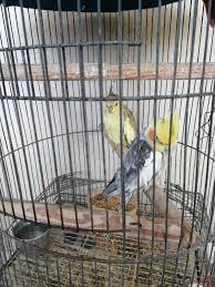 From tout bas (album), released march 2, 2016 chanson de pierre perret. Ouvrez La Cage Aux Oiseaux Lulu En Camp Volant