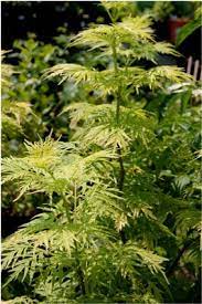 Foliage often emerges with a reddish tint, along with showy creamy white flowers in spring followed by red berries. Morden Golden Glow Elderberry From Garden Debut