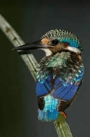 Pin Von Uschi Auf Birds Eisvogel Vogel Fotos Und Kleine Vogel