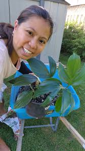 Plant di love, water it and watch it grow". Jah love mi behold. One love  ❤💛💚🤝 #RastafariInspired #follow #monstertea