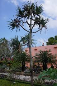 Image result for Pandanus odoratissimus