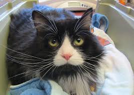 Lancaster physical therapy & sports medicine is an independently owned and operated private practice clinic. West Lancaster Animal Hospital Lancaster Veterinary Hospital