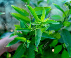 A summer night releases the romantic, sultry perfume of night blooming jasmine, a favorite fragrance shrub for home landscapes in south florida. Night Blooming Jasmine Flower Plant Growing In An Organic Home Stock Photo Picture And Royalty Free Image Image 146873439