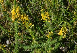 Image result for Ulex minor