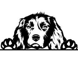Black And White Springer Spaniel Cartoon Image Result For Line Drawing Of English Springer Spaniel Springer Spaniel Spaniel English Springer Spaniel