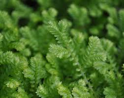 Image result for Aeschynomene mossoensis