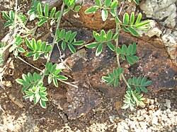 Image result for Indigofera hendecaphylla