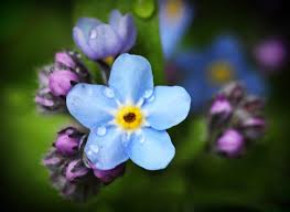 Image result for Mimulopsis solmsii