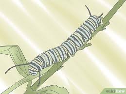 There are several things we can do as well to keep caterpillars out. How To Care For A Caterpillar With Pictures Wikihow