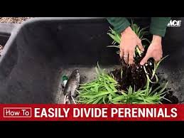 Loads of flowers on a tiny plant!this dwarf panicle hydrangea will turn heads! How To Split Perennials Ace Hardware Youtube