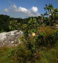 Image result for Protea welwitschii