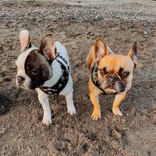 Here are some key elements to look for when selecting dog food. Homemade French Ie Food What We Feed Our French Bulldogs Why Frenchies Rose