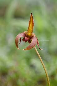 Image result for Bulbophyllum humblotii