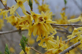 We did not find results for: Northern Gold Forsythia