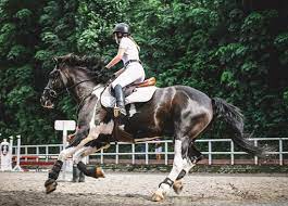 We did not find results for: All For Pets Our Story Pet Food Sechelt Pet Supplies Sechelt Pet Food Sunshine Coast Pet Supplies Sunshine Coast Pet Food Roberts Creek Pet Supplies Roberts Creek Pet Food Halfmoon Bay Pet