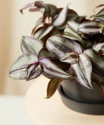 Image result for Tradescantia zebrina