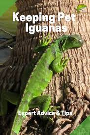 Pet Iguanas Everything You Need To Know Pets Pet Lizards Iguana