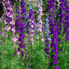 Larkspur Seeds Delphinium Consolida Rocket Larkspur Wildflower Seed Cottage Garden Plants Larkspur Flower Delphinium Flowers