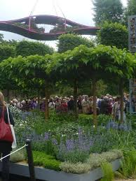 Pleached Mulberry Trees Chelsea 2011 Garden Trees Garden Inspiration Ornamental Trees