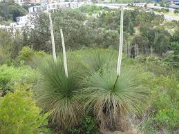 Image result for Xanthorrhoea australis