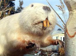 Albino Beaver Albino Animals Mammals Animals