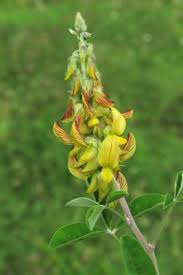 Image result for Crotalaria polysperma