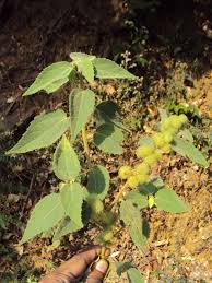 Image result for Triumfetta pilosa