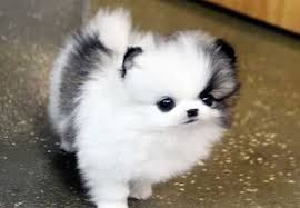 Micro Teacup Pomeranian Puppies Ack Registered Text Us Text 352 340 3058 Please Contact Cute Dogs Animals Cute Funny Animals