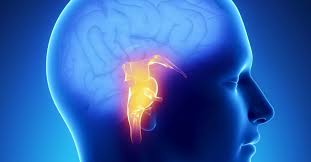 Brain Stem Stroke Symptoms Recovery And Outlook