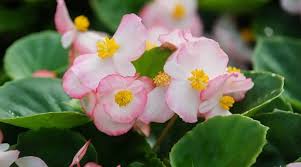 Image result for begonia semperflorens