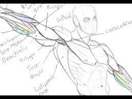If the gesture of the anatomy isn't taken into consideration then they can look stiff due to before we start with how to draw an arm, let's examine what happens if you don't get your drawing correct. Muscles Of The Arm Arm Raised Drawing Anatomy Youtube