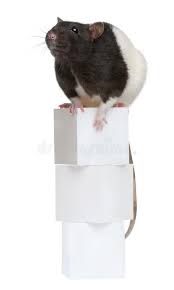 Coypu Or Nutria In Front Of A White Background Affiliate Front Nutria Coypu Href Background Ad Fancy Rat 1 Year Olds Stock Images