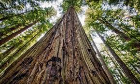 The tree's heartwood takes on a red color over time as decay. Hiker Killed By Huge Falling Redwood Tree In California National Park California The Guardian