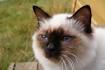 Birman Cat Breed Information, Pictures, Characteristics ...