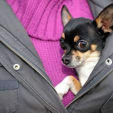 Was unter mischling allgemein verstanden ist, ist. Ludwigshafen Hund Verschwunden 14 Jahriger Jack Russel Chihuahua Mischling Gesucht Region