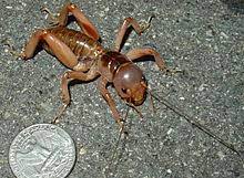 Stenopelmatus Wikipedia La Enciclopedia Libre