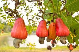 Cashew nuts: tasty, healthy mood boosters with a dark side