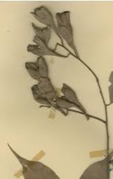 Image result for Cleistanthus polystachyus